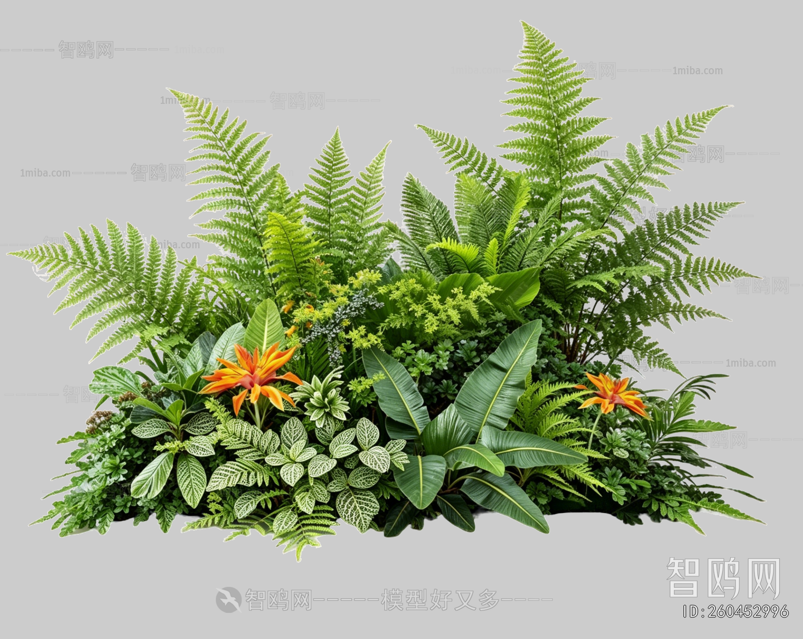 Plant Leaves