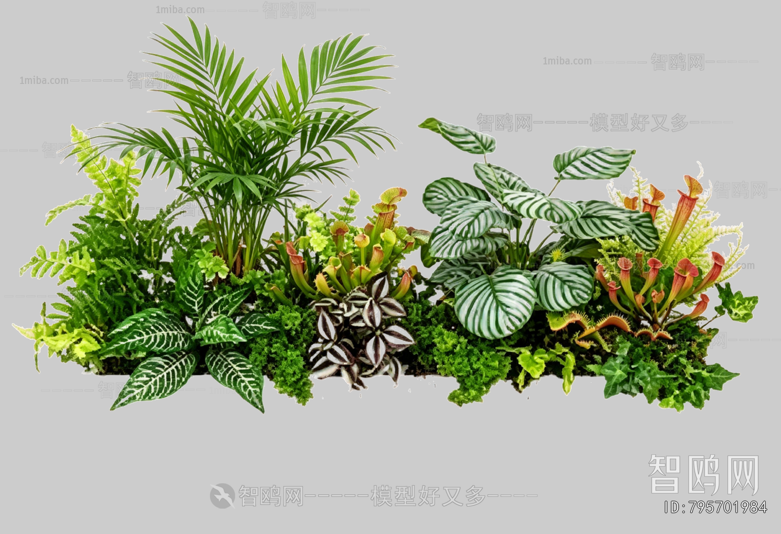 Plant Leaves