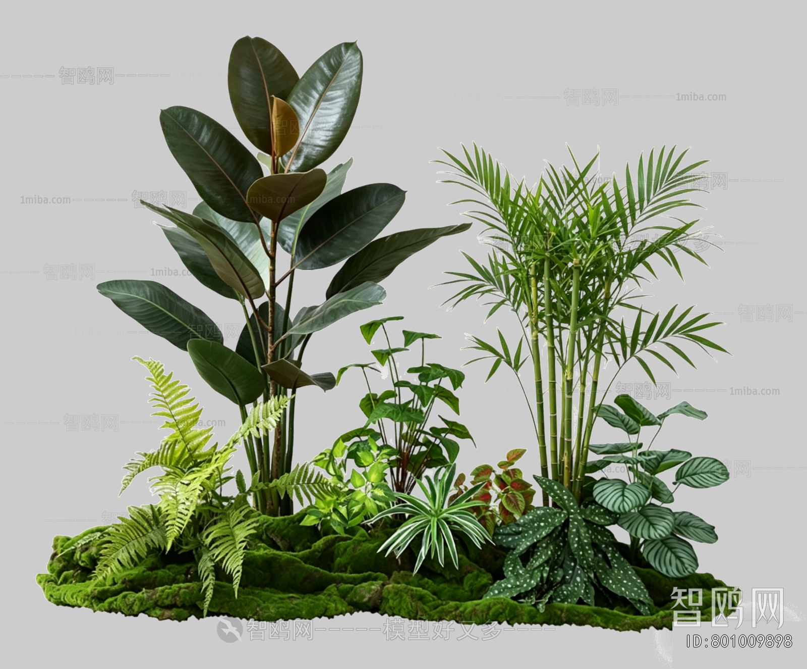Plant Leaves