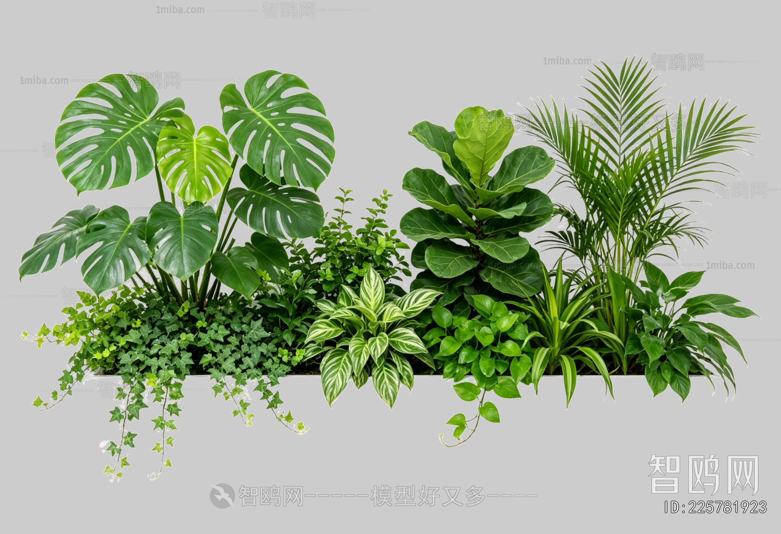Plant Leaves