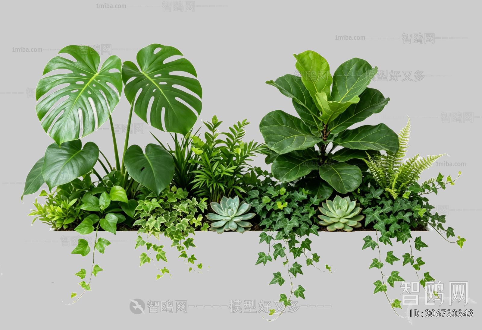 Plant Leaves