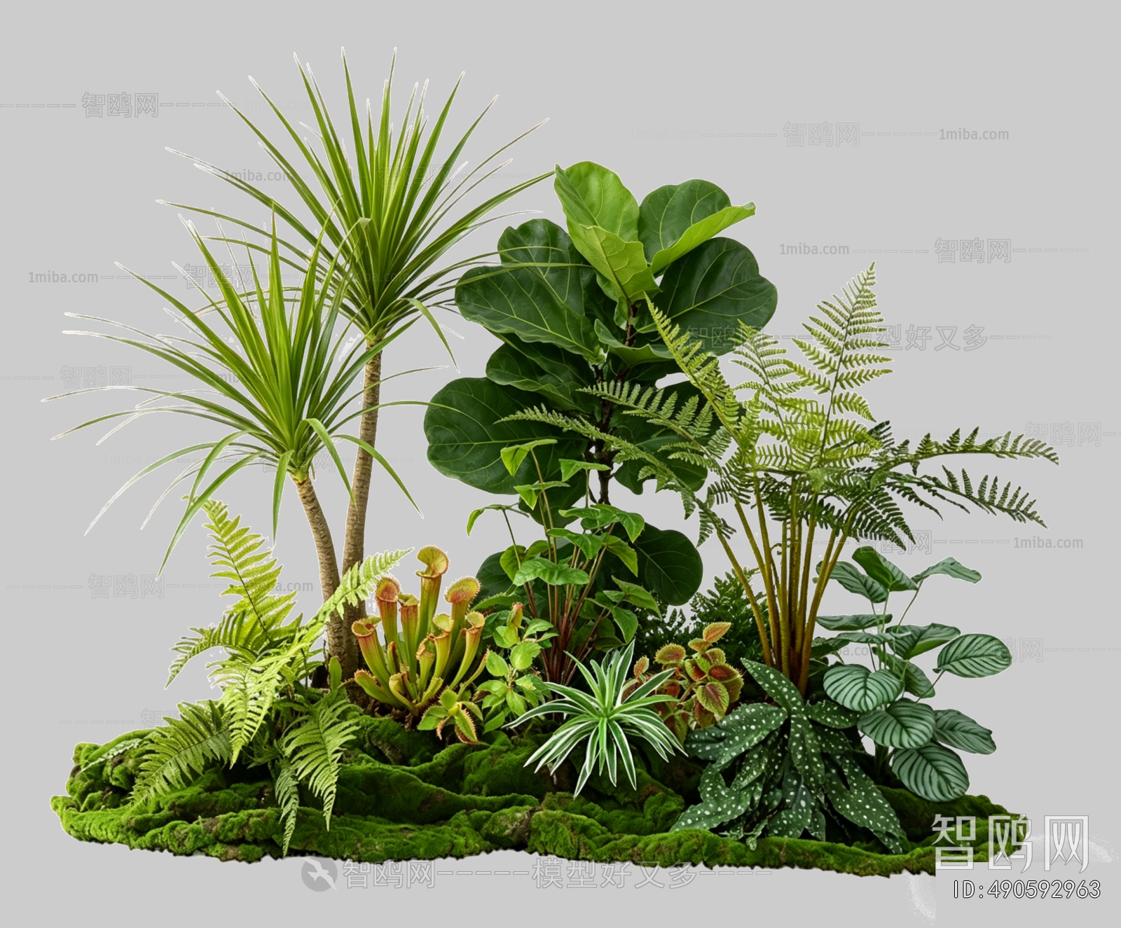 Plant Leaves