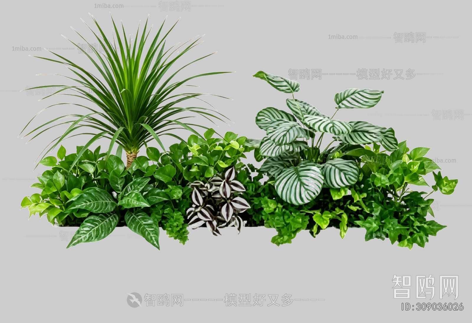 Plant Leaves