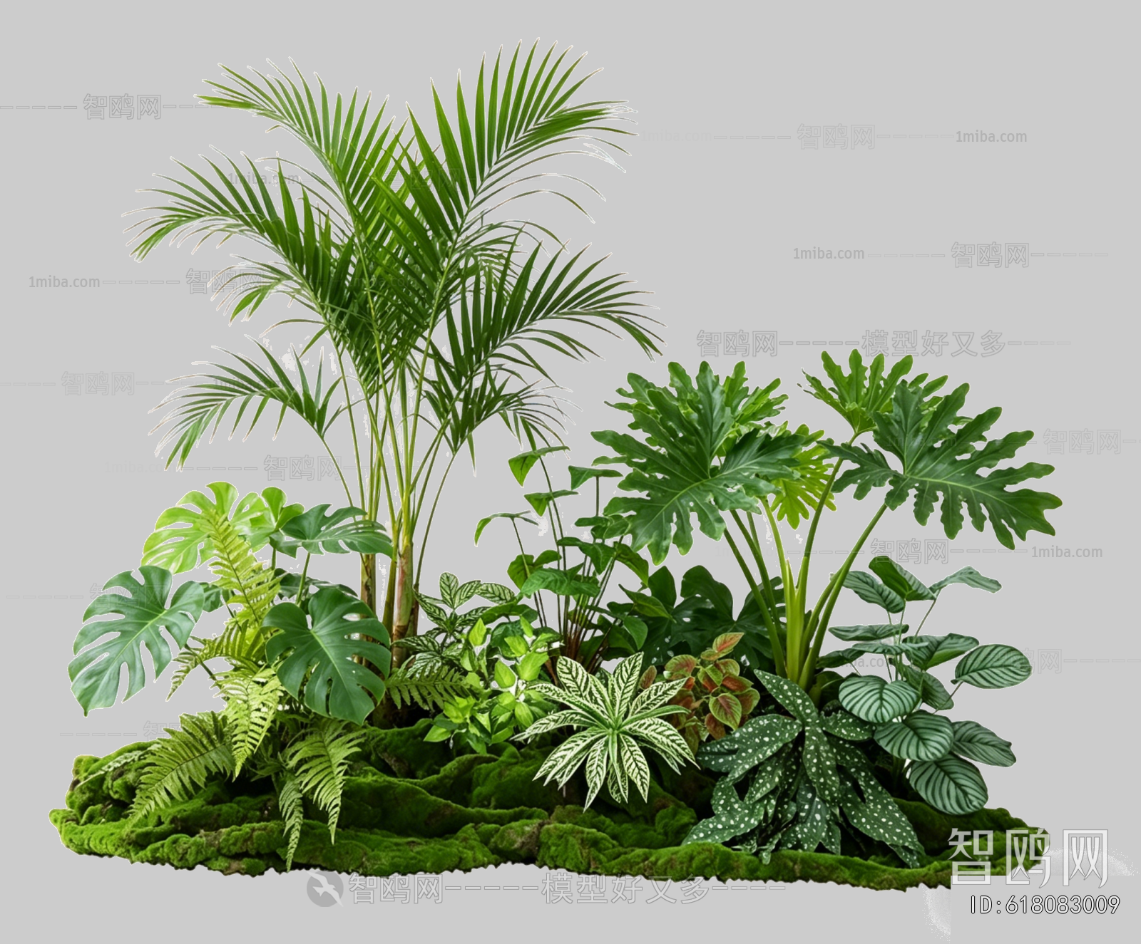 Plant Leaves