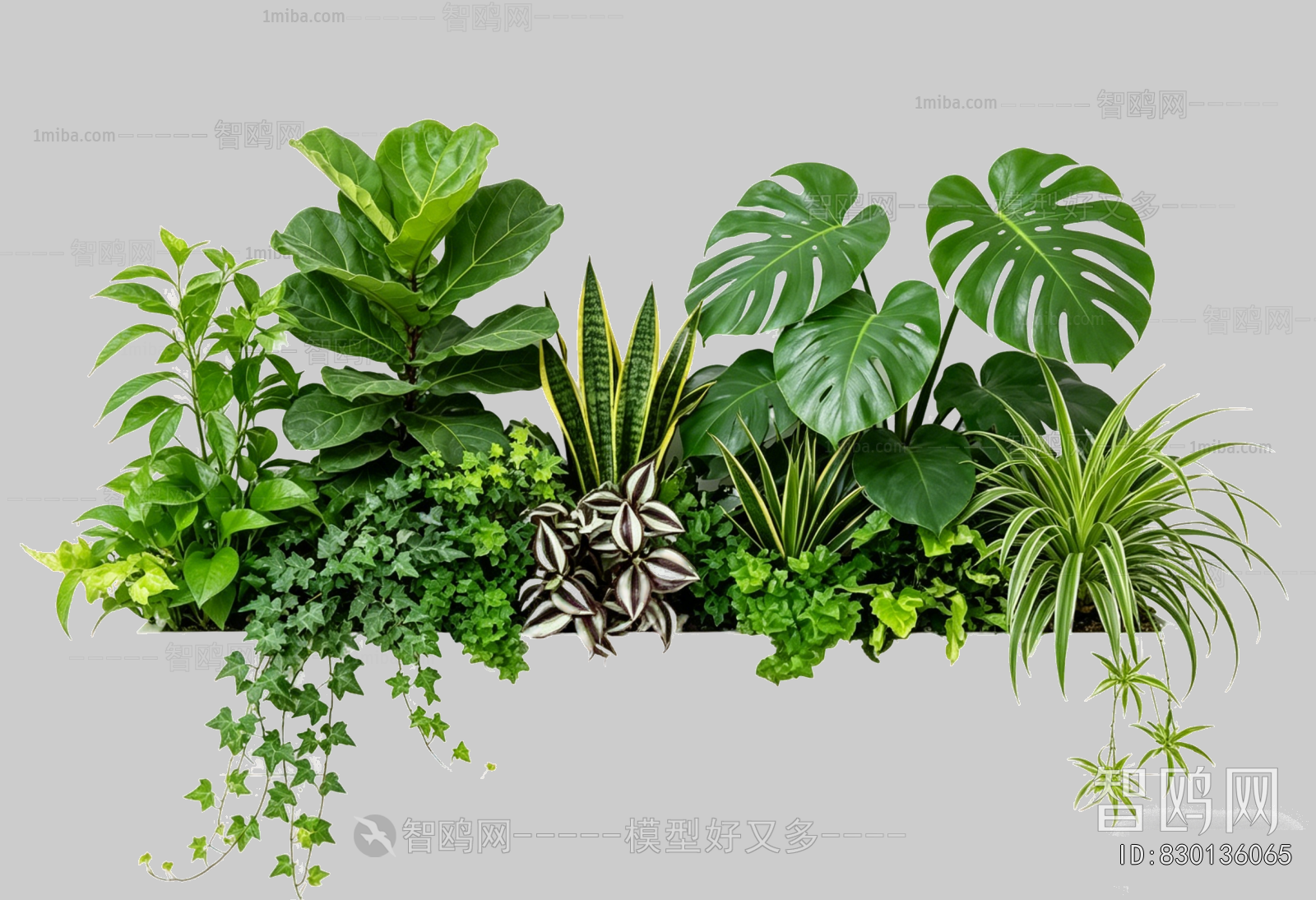 Plant Leaves