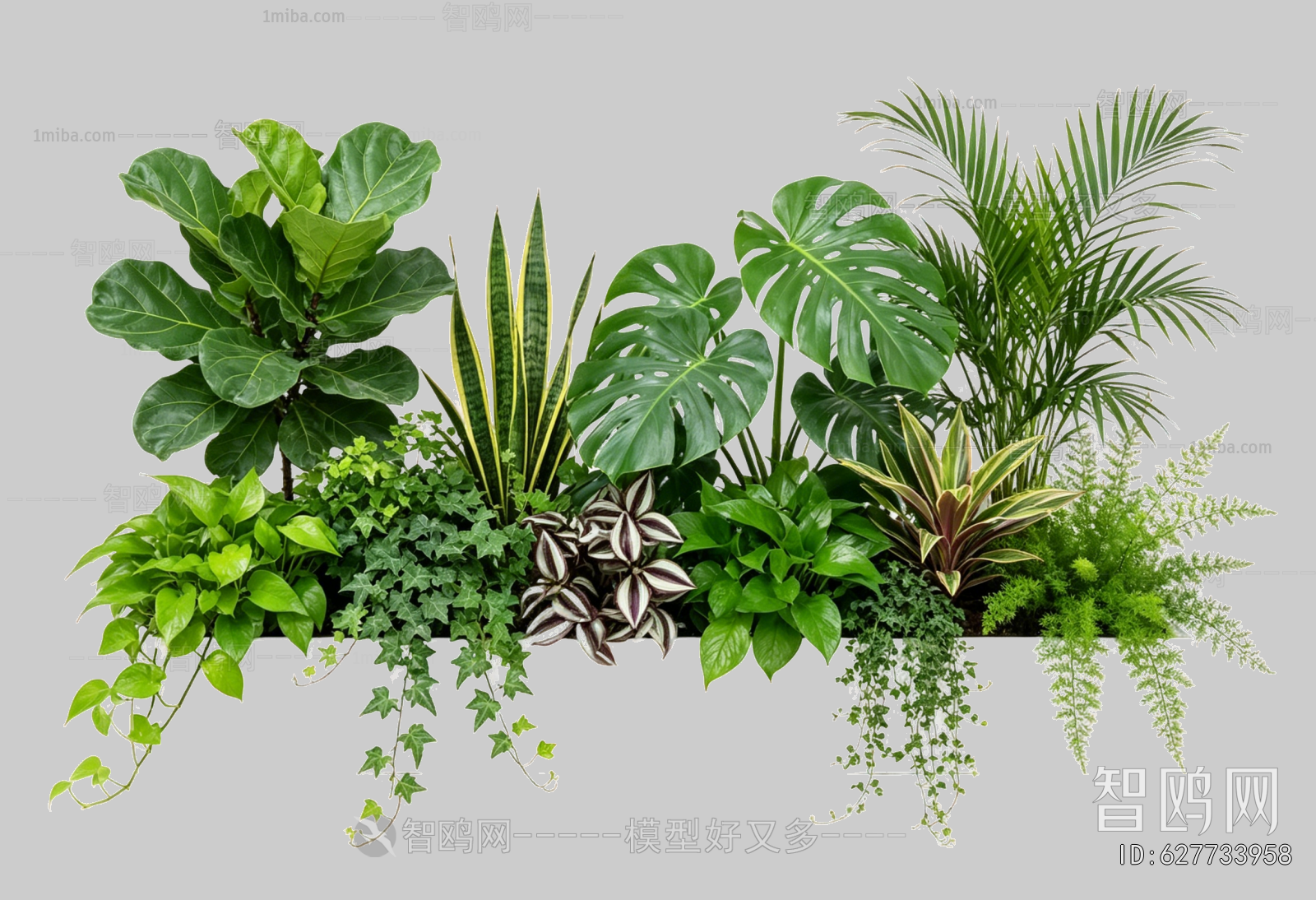 Plant Leaves