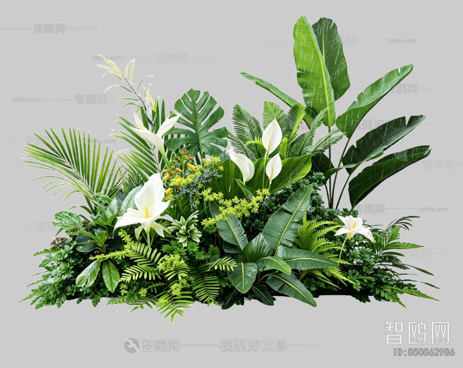 Plant Leaves