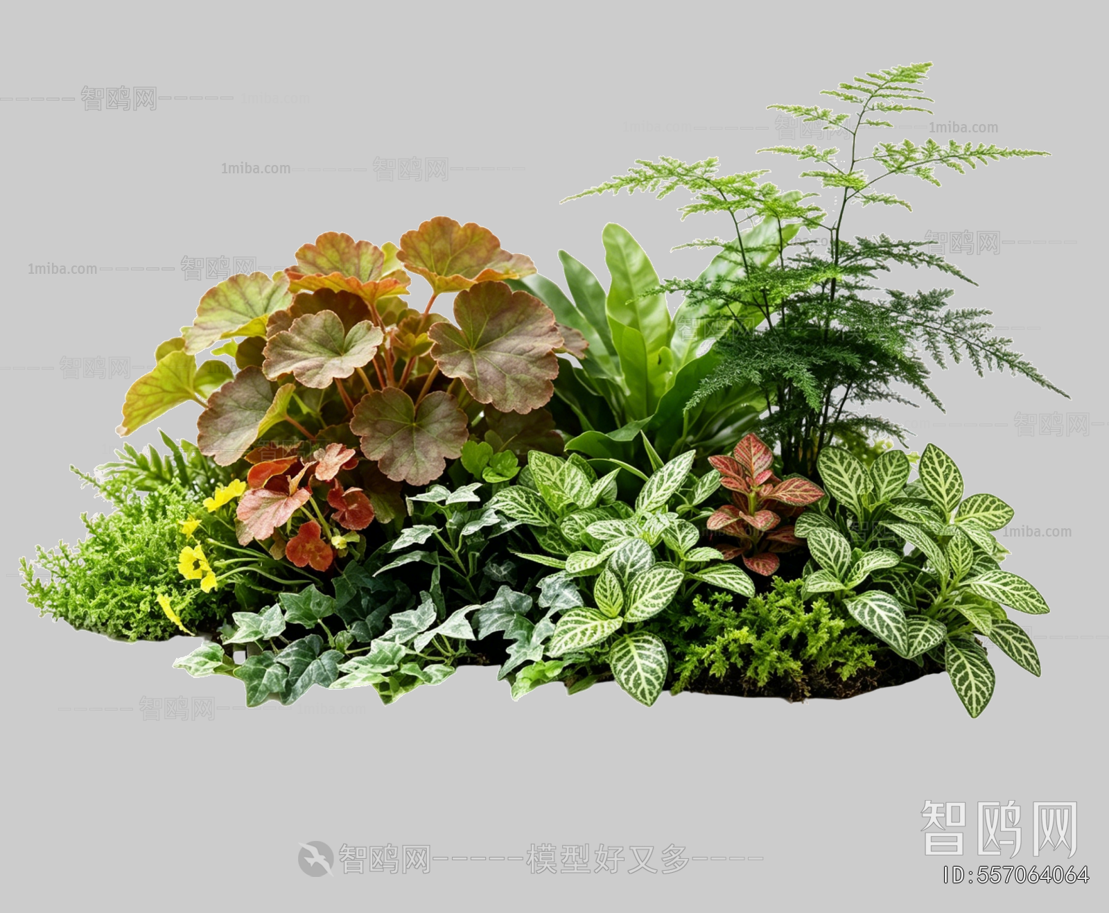 Plant Leaves
