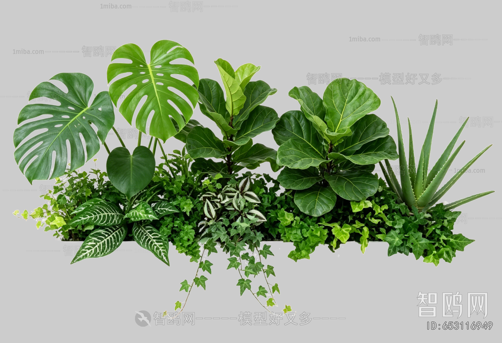 Plant Leaves