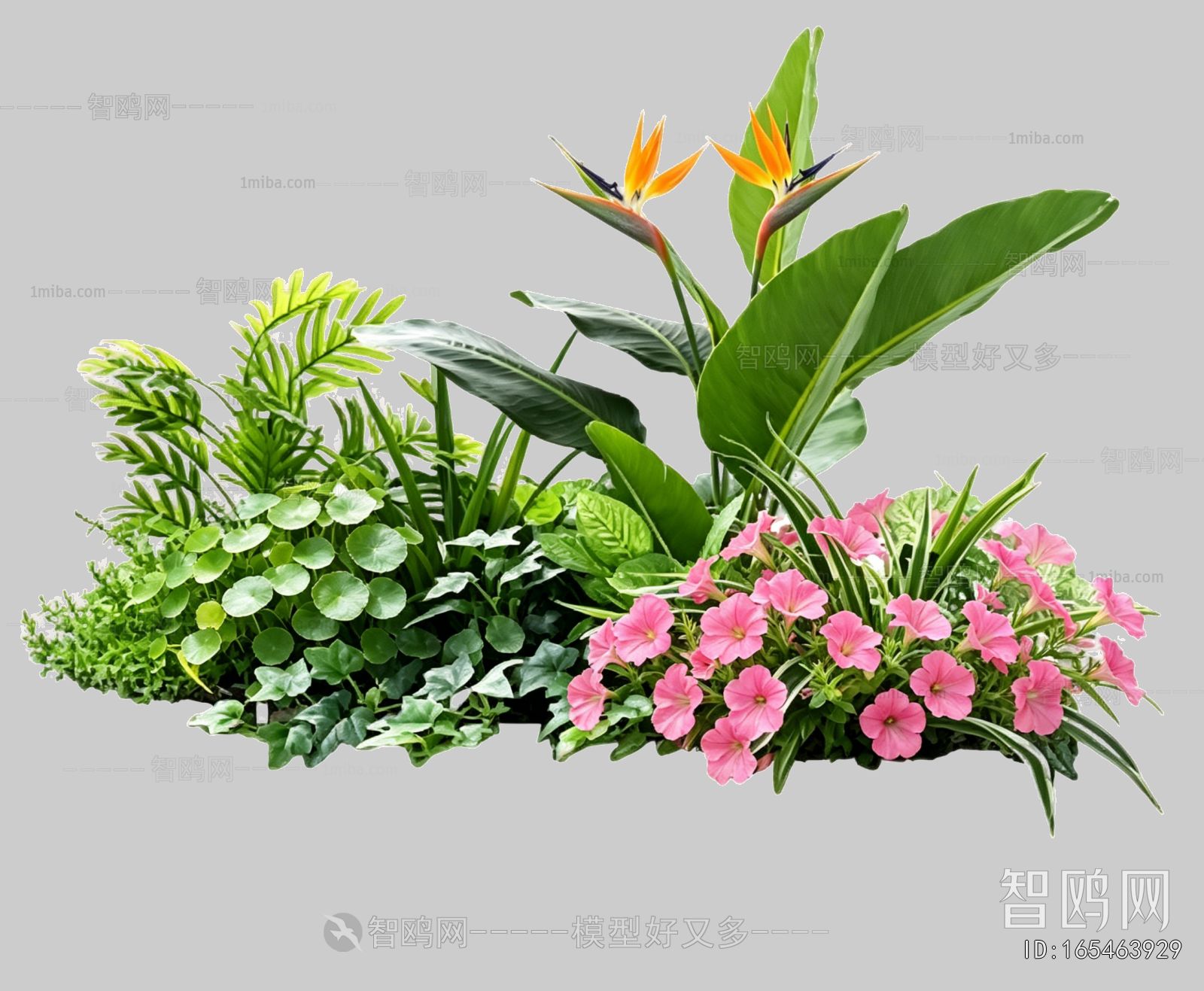 Plant Leaves