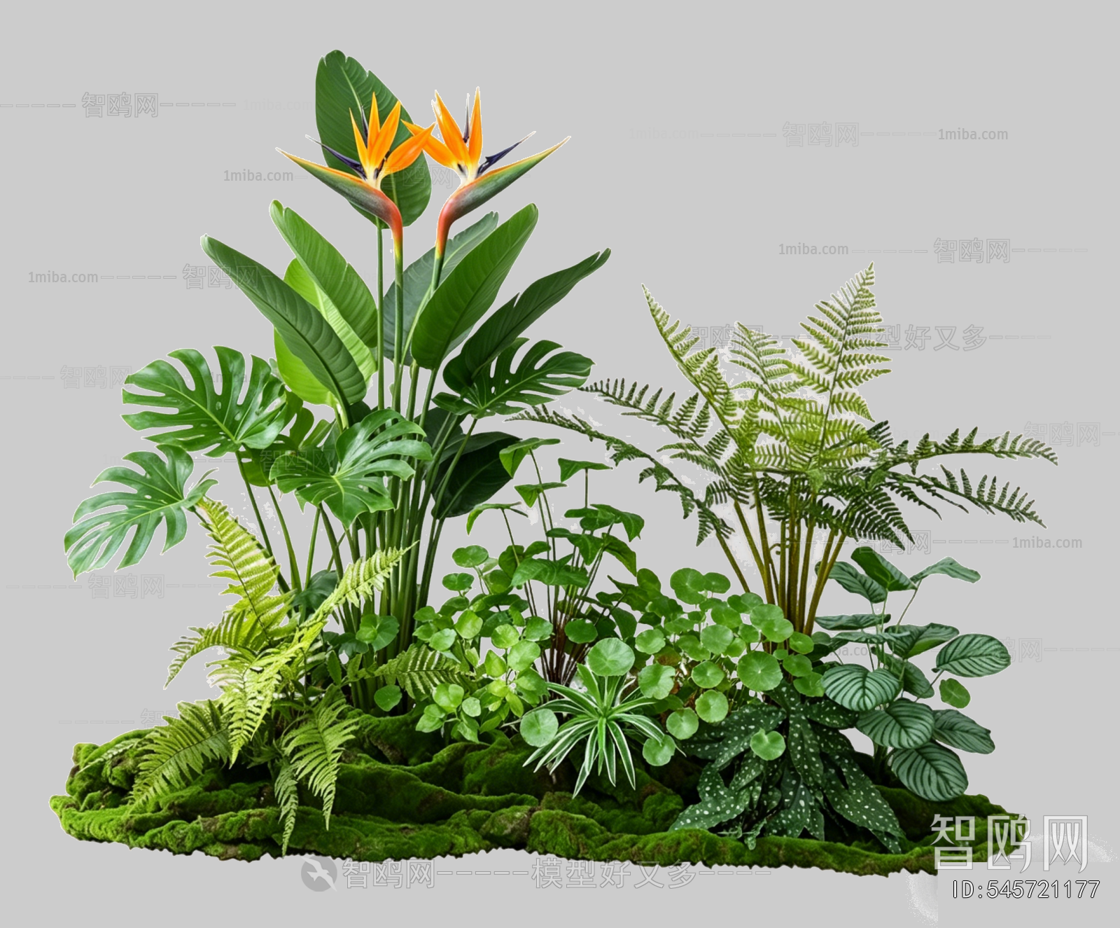 Plant Leaves