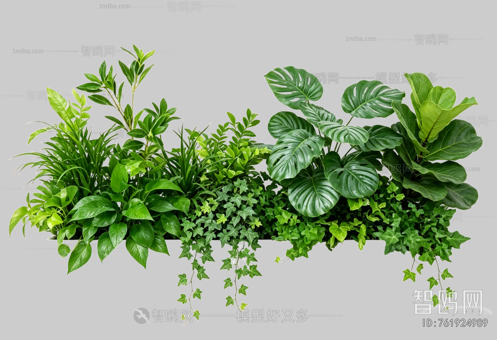 Plant Leaves