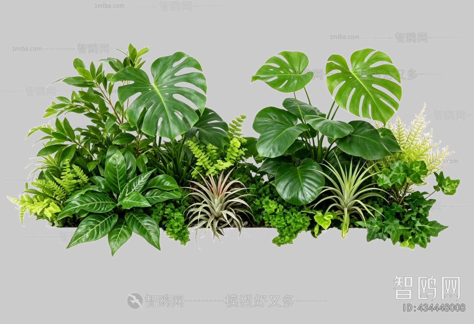 Plant Leaves