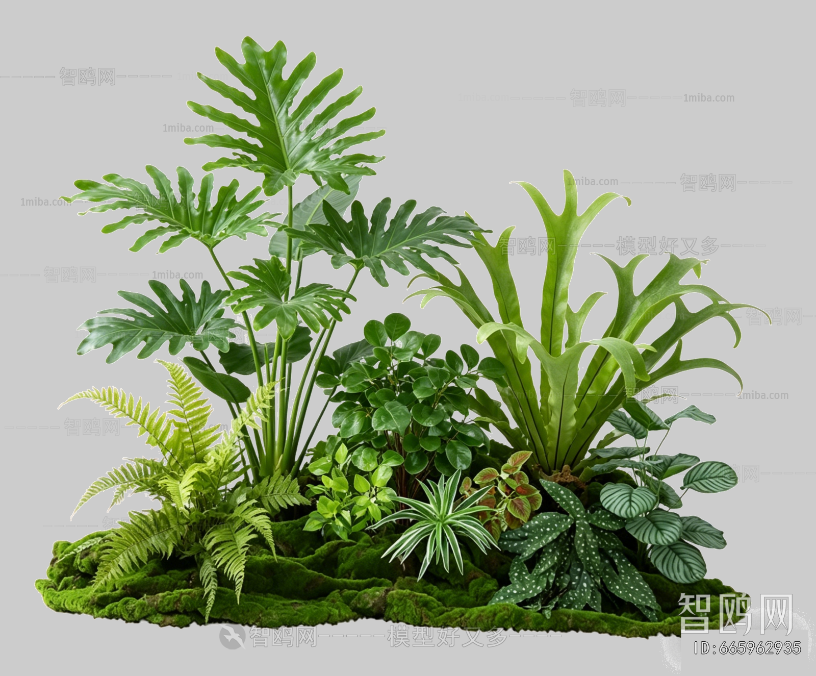 Plant Leaves