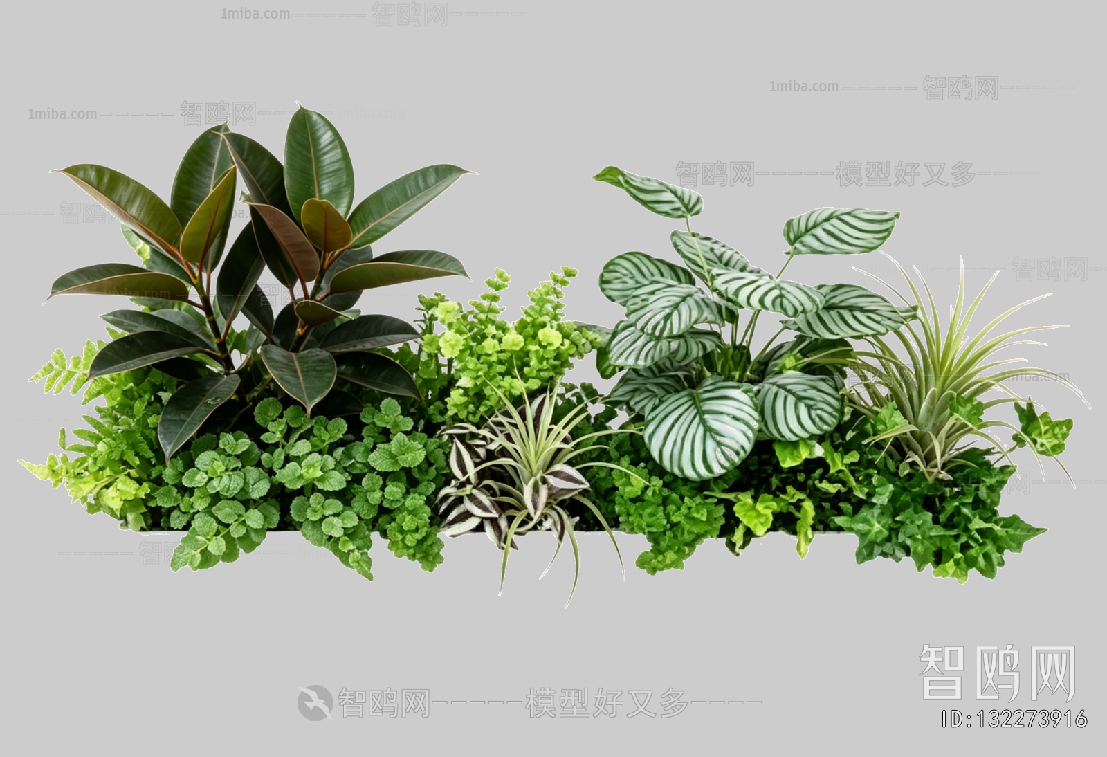 Plant Leaves