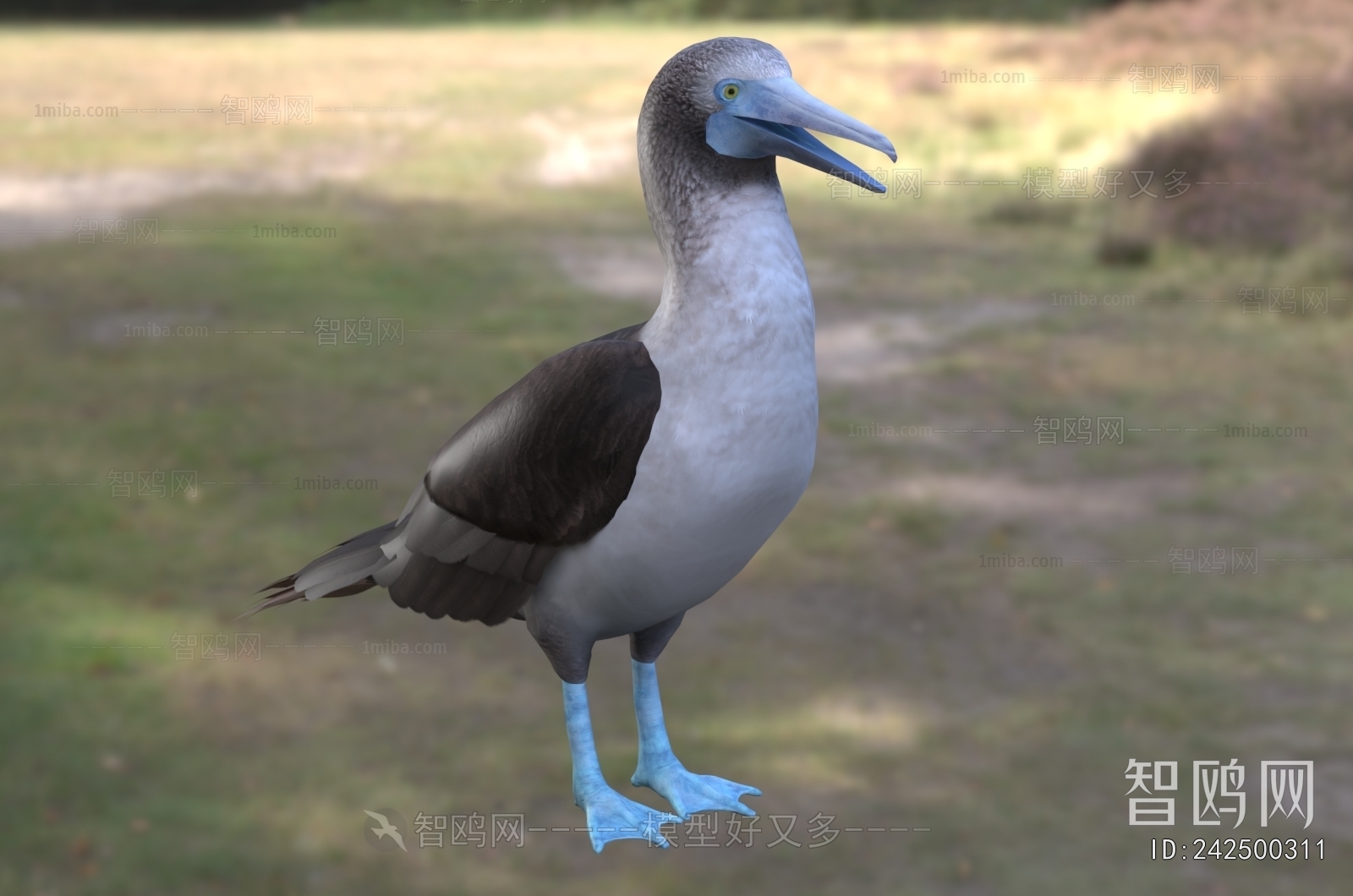 Modern Poultry Animal