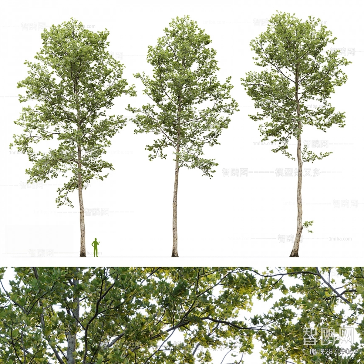 Modern Tree