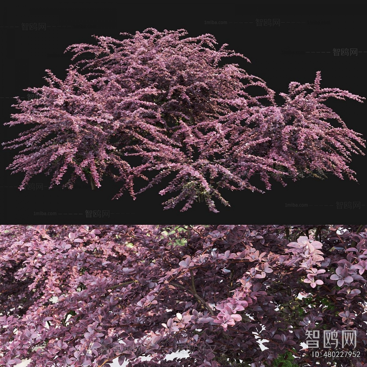 Modern Vine