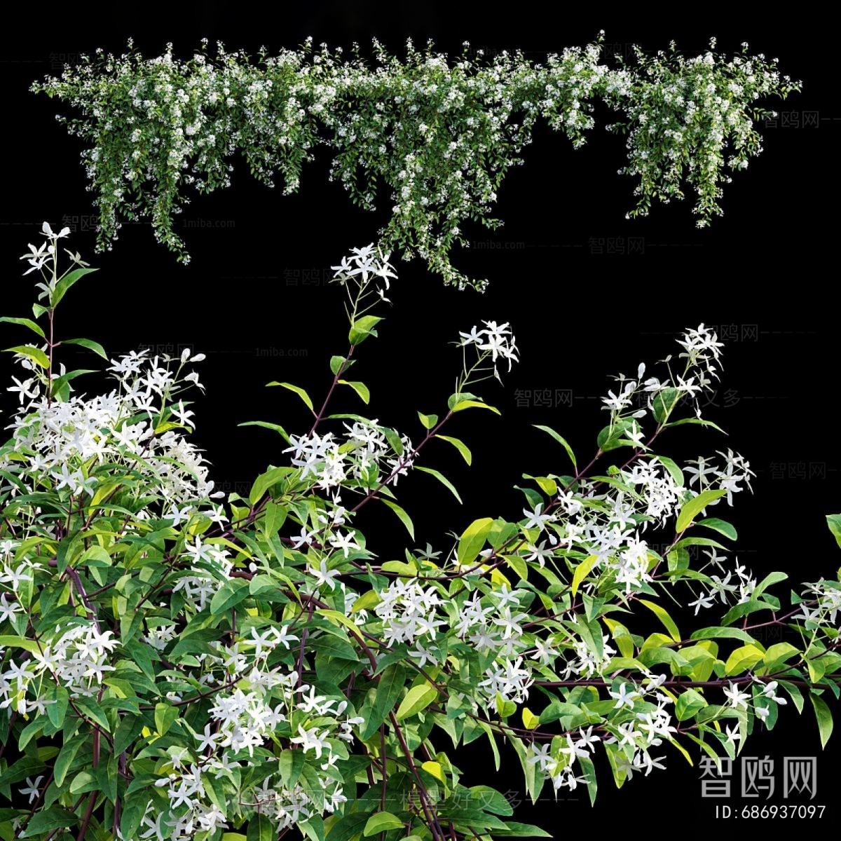 Modern Vine