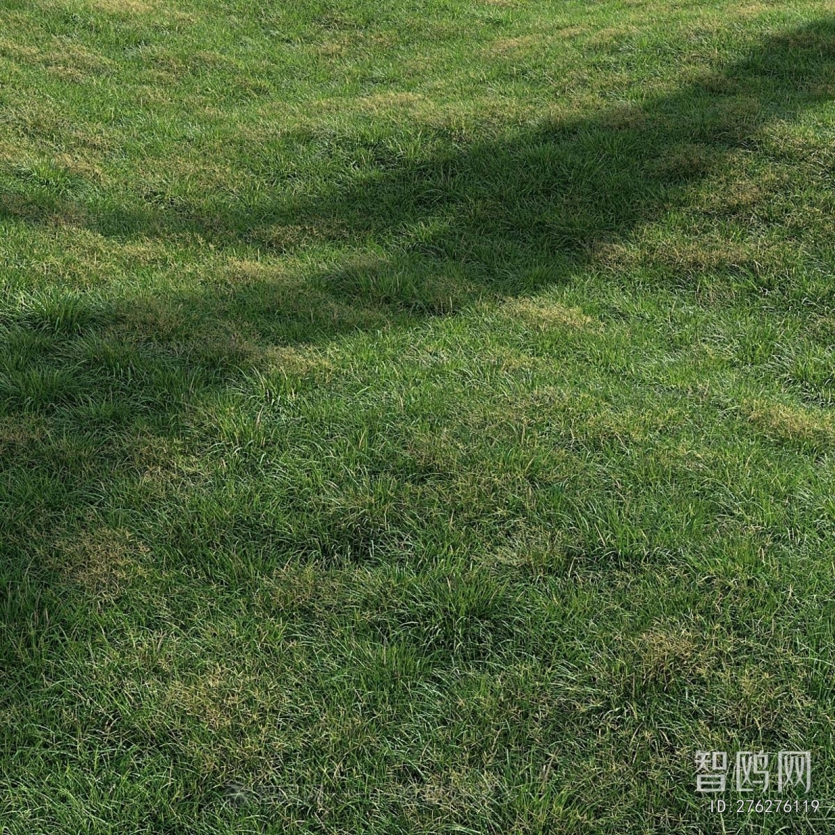 Modern The Grass