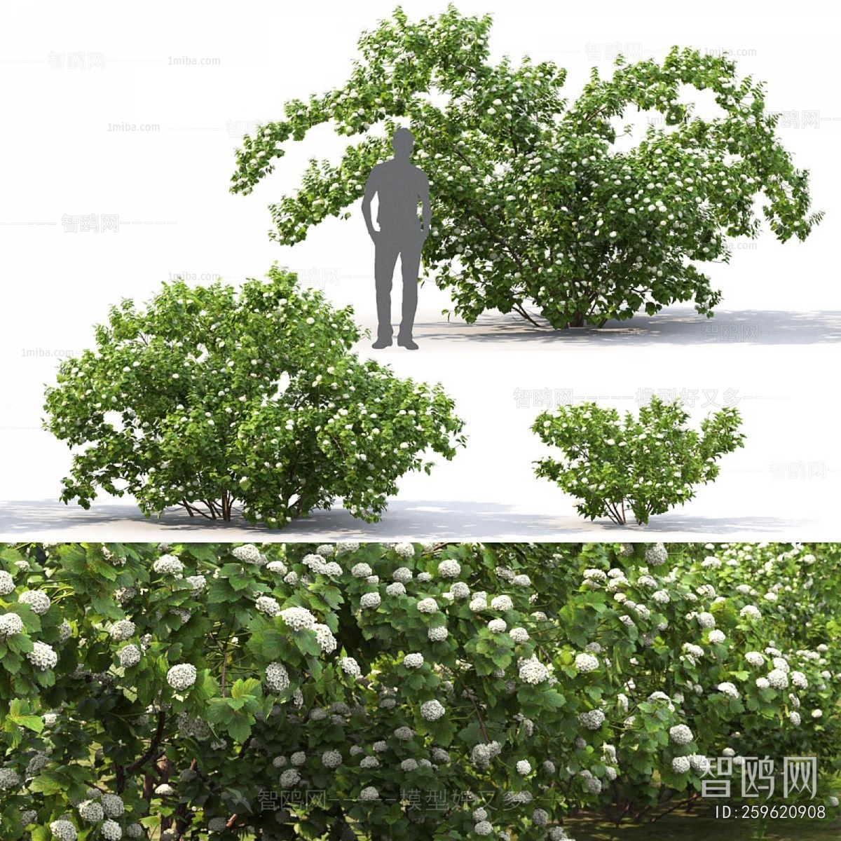 Modern Shrubbery