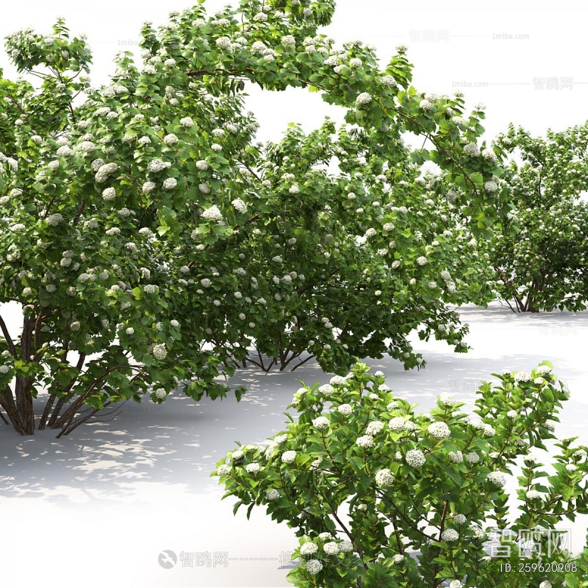 Modern Shrubbery