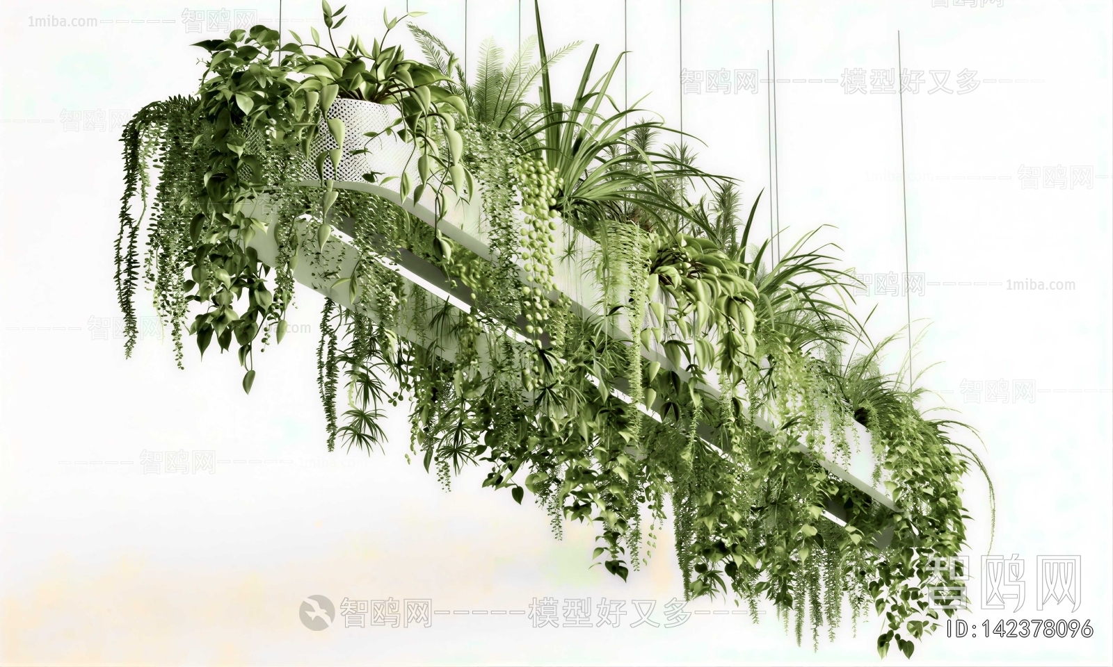 Modern Chlorophytum Comosum