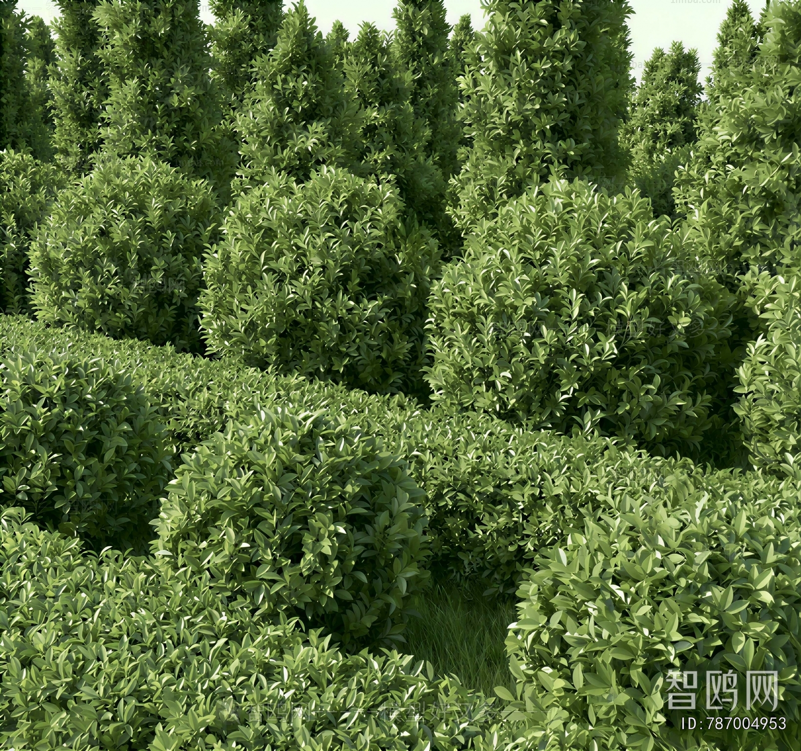 Modern Shrubbery