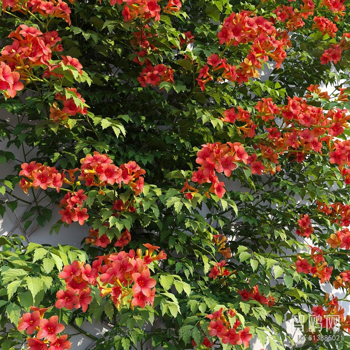 Modern Vine