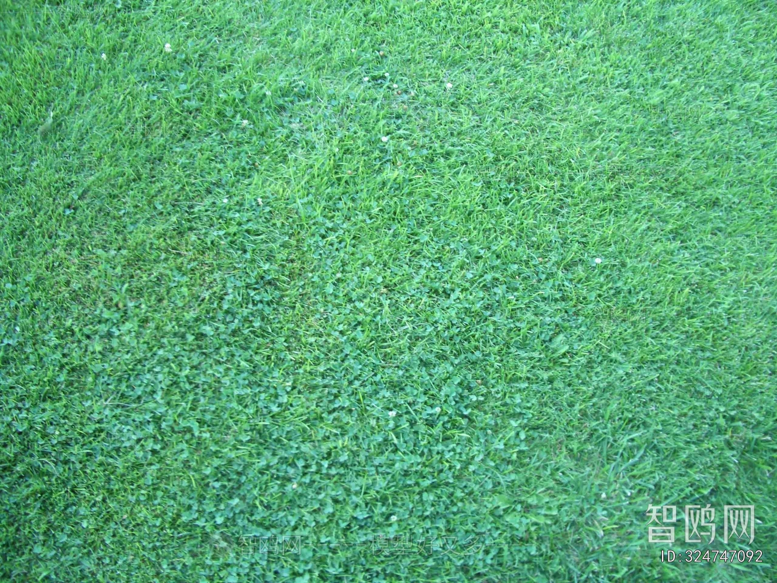 Grass
