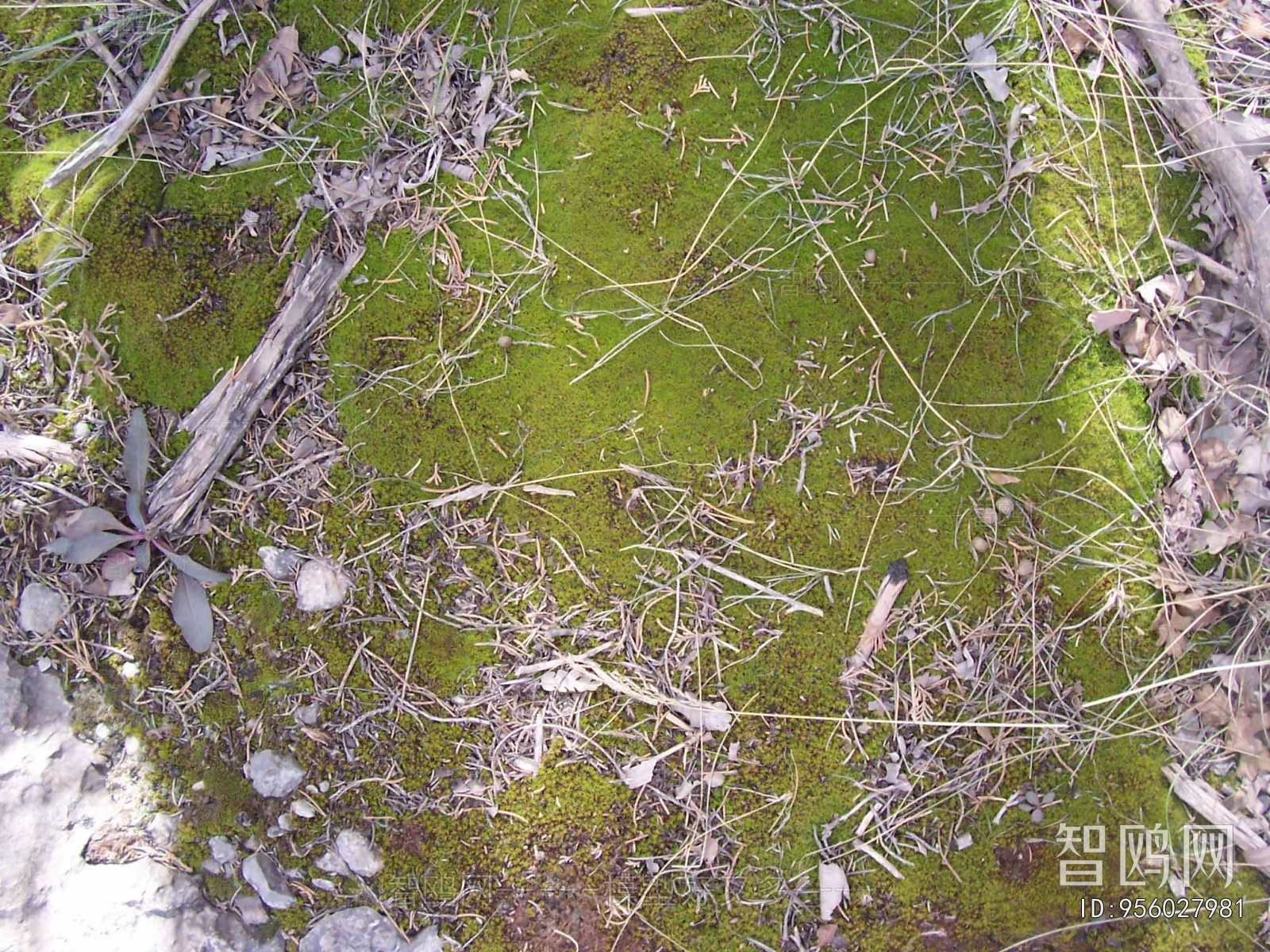 Grass