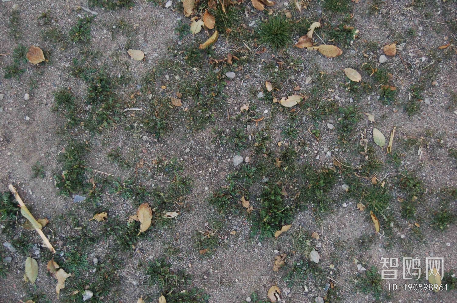 Grass