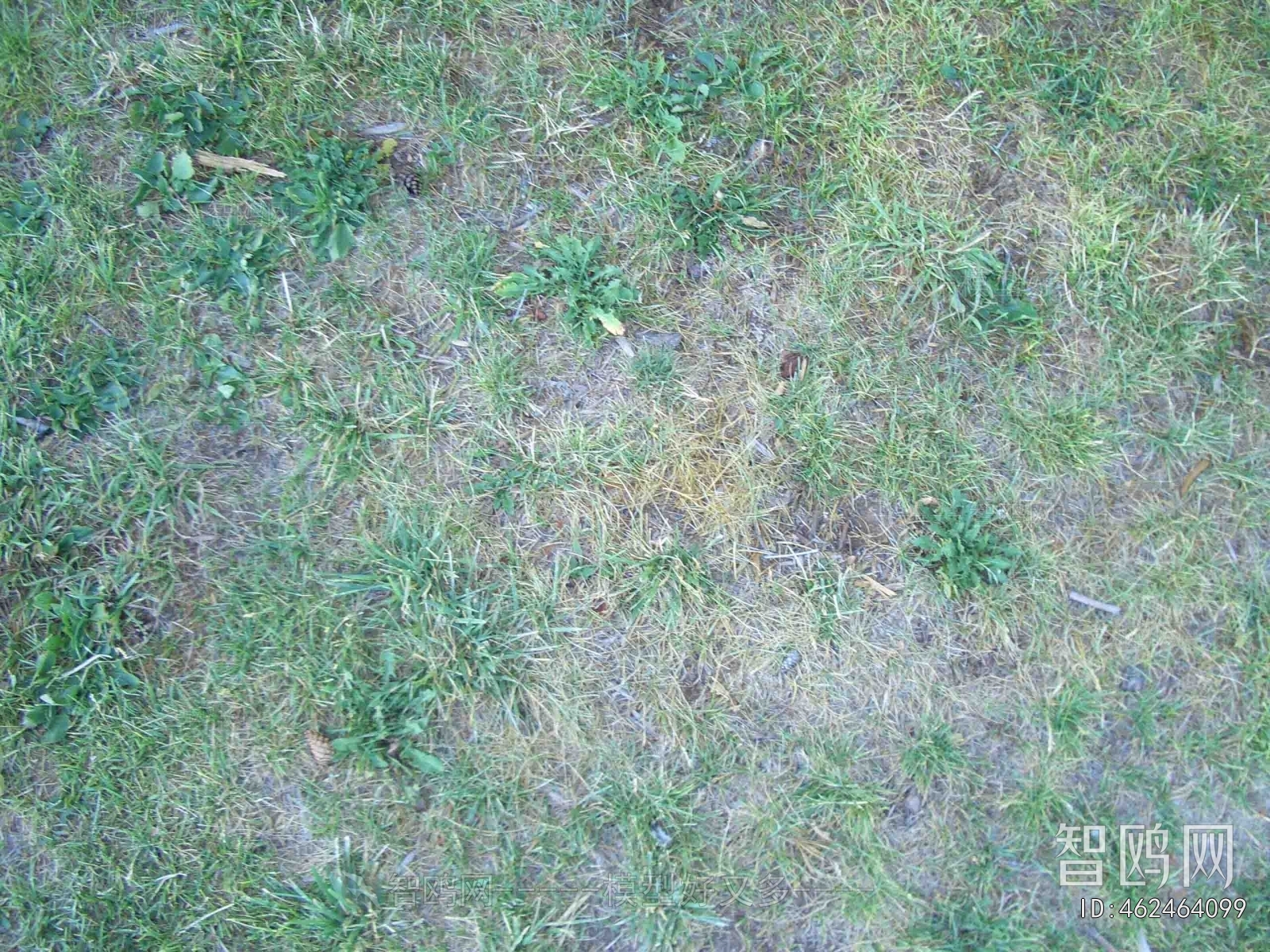 Grass