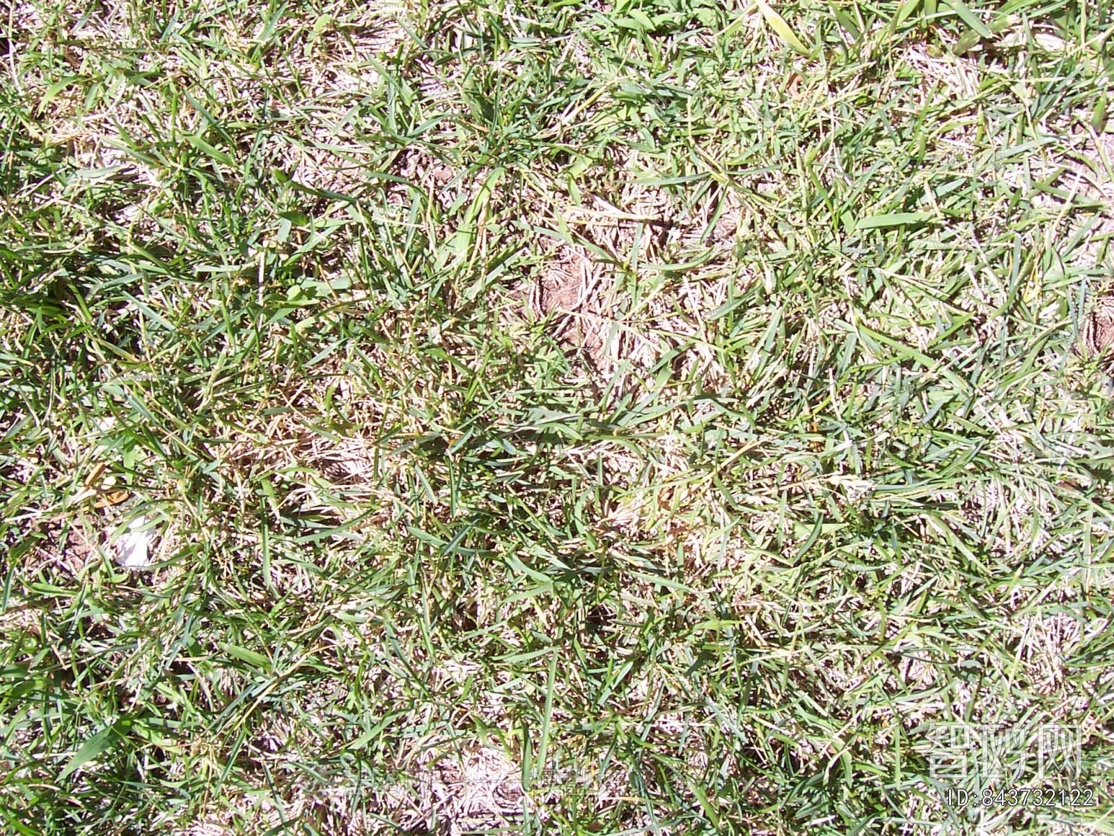 Grass