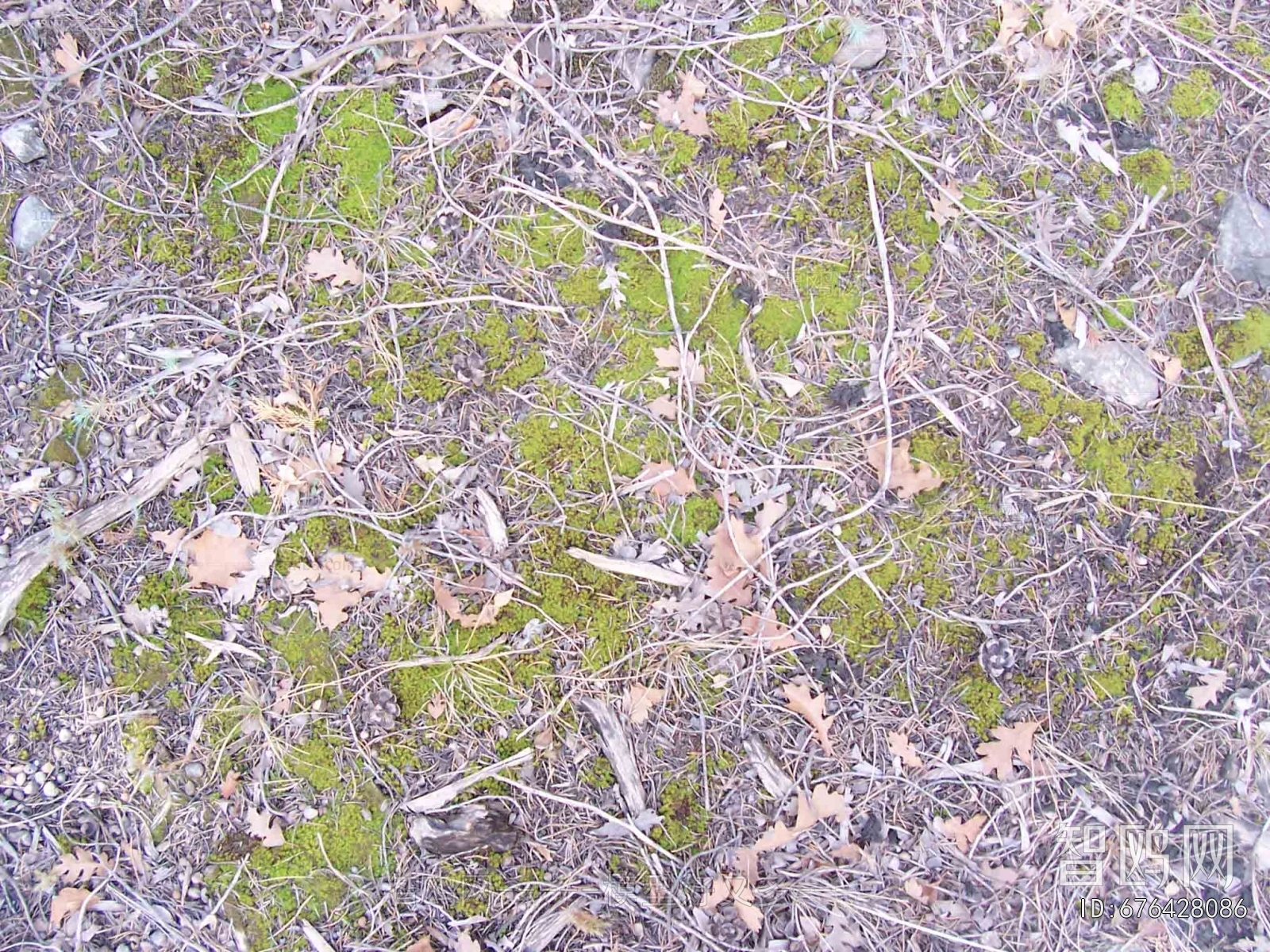 Grass