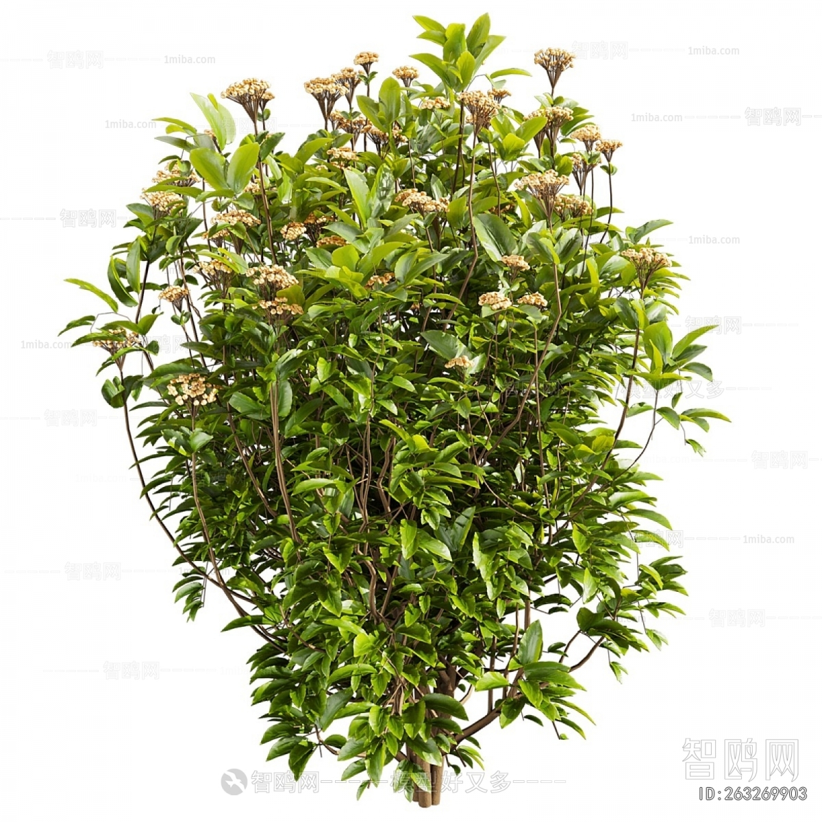 Modern Shrubbery