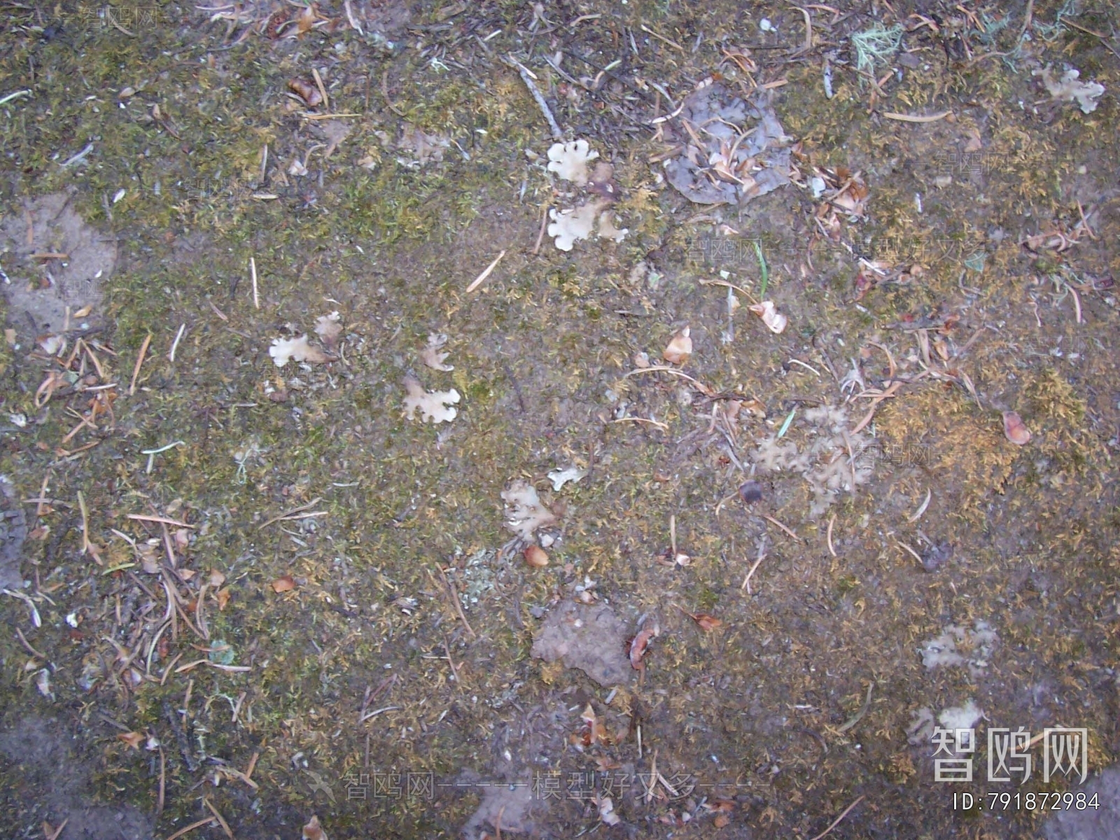 Grass