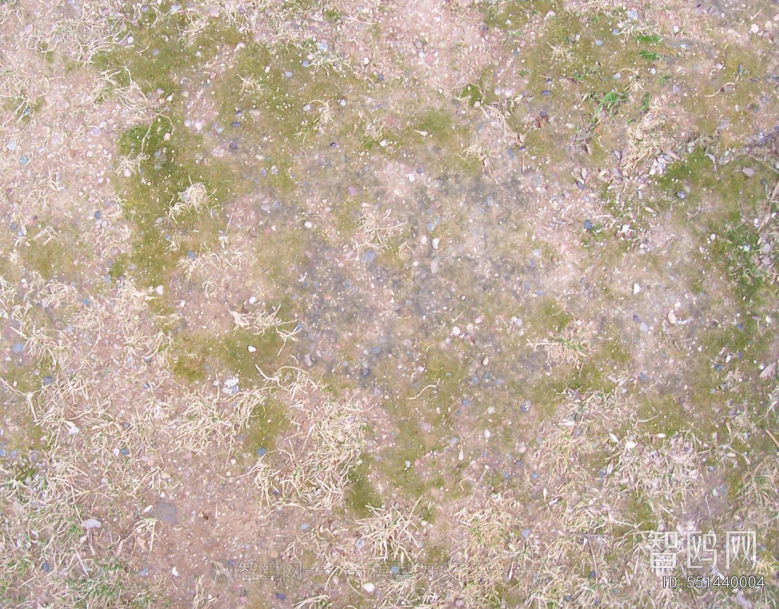 Grass