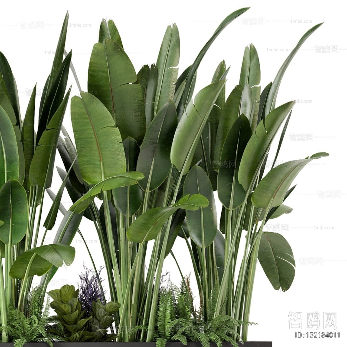 Modern Plant Landscaping