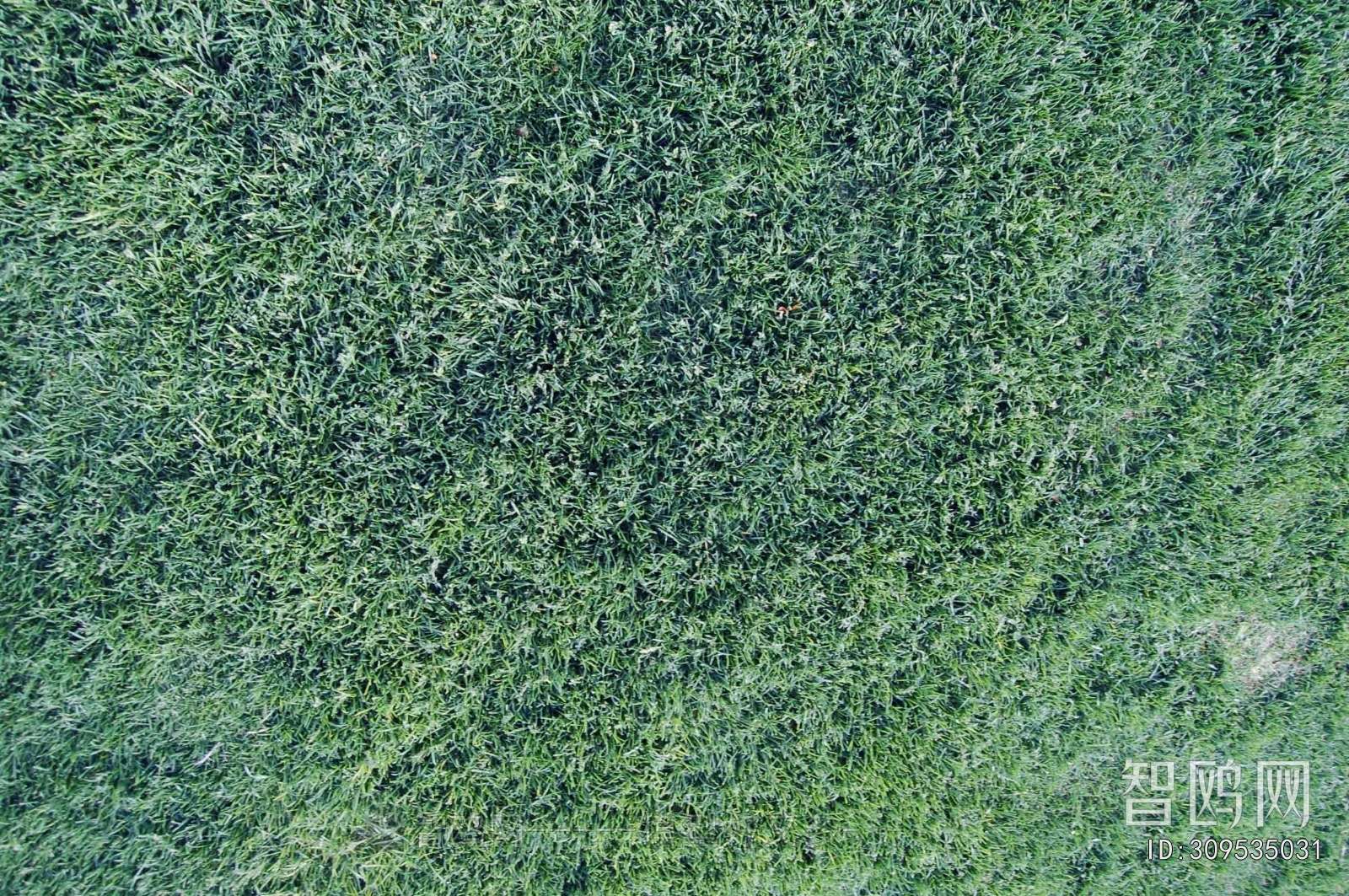 Grass