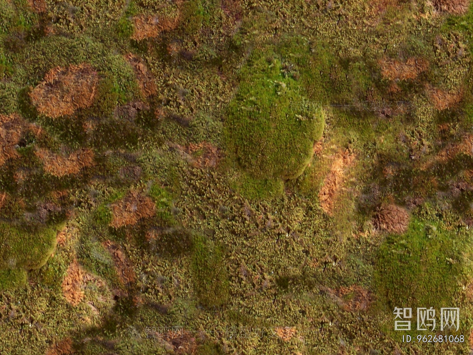 Grass