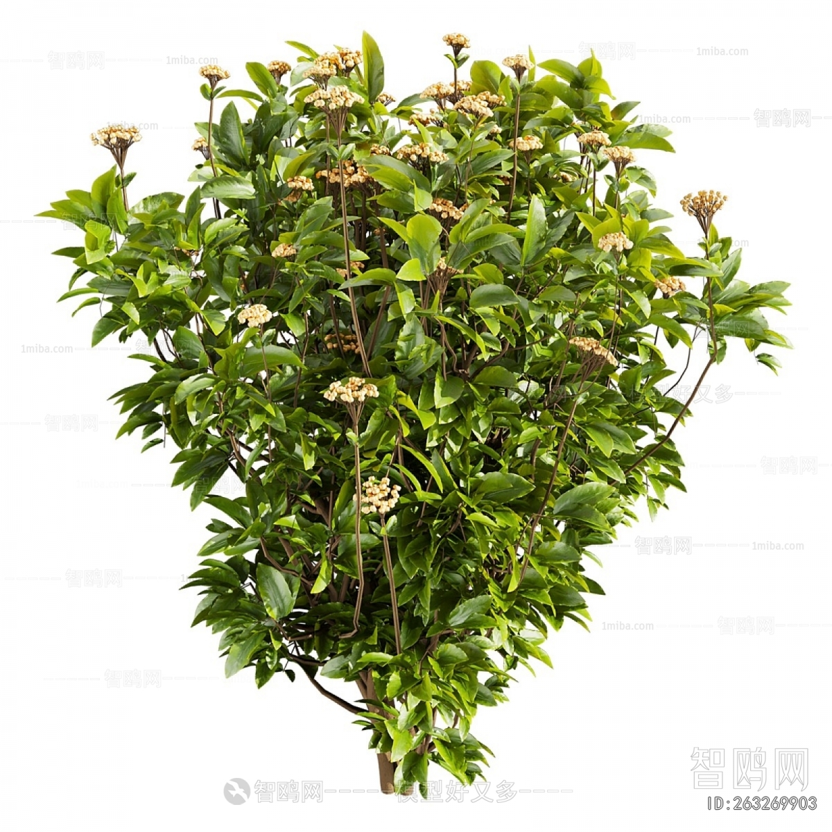 Modern Shrubbery