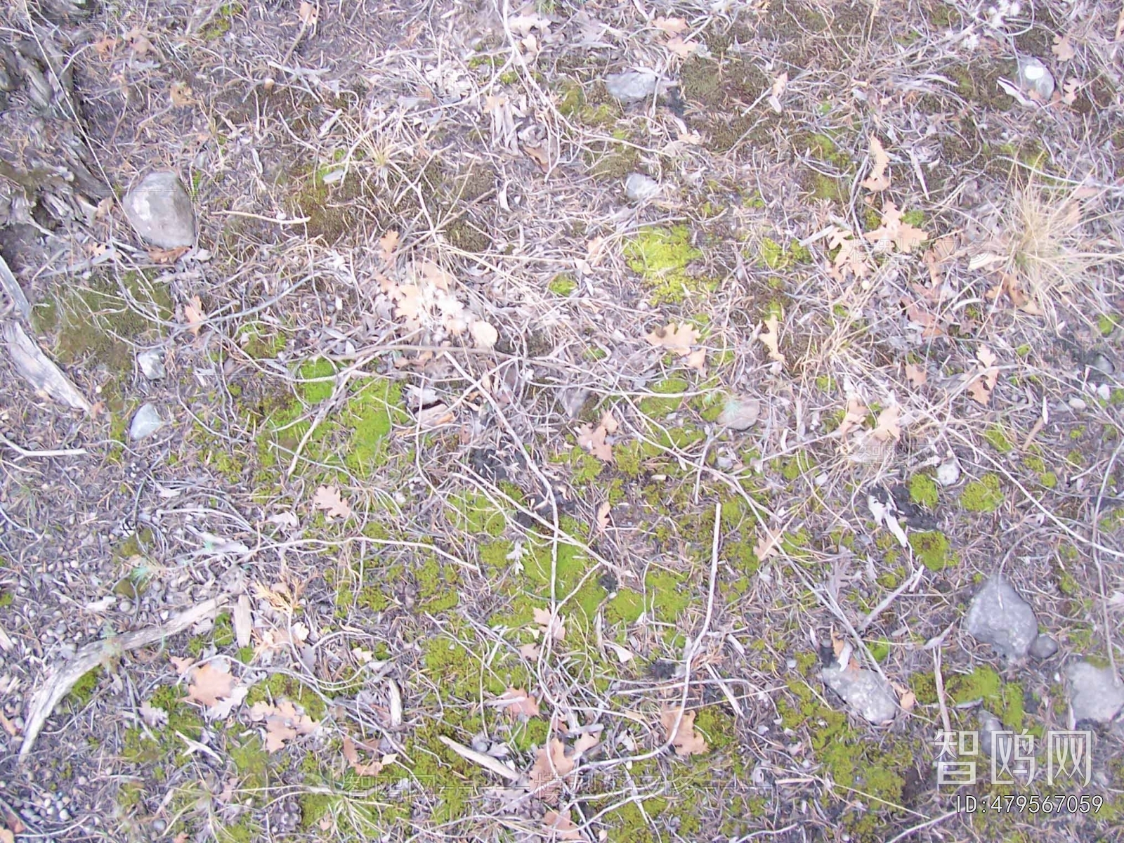 Grass