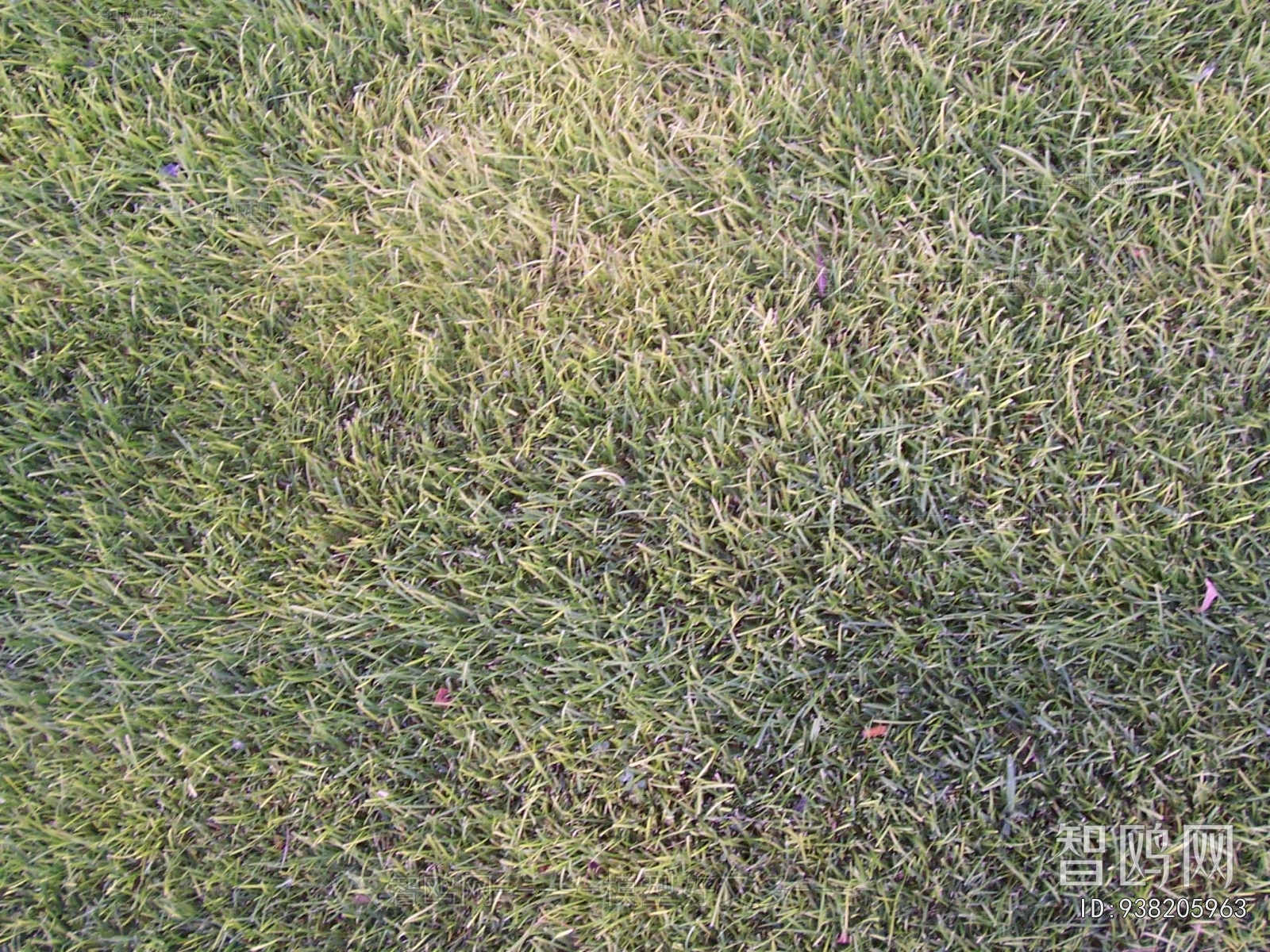 Grass