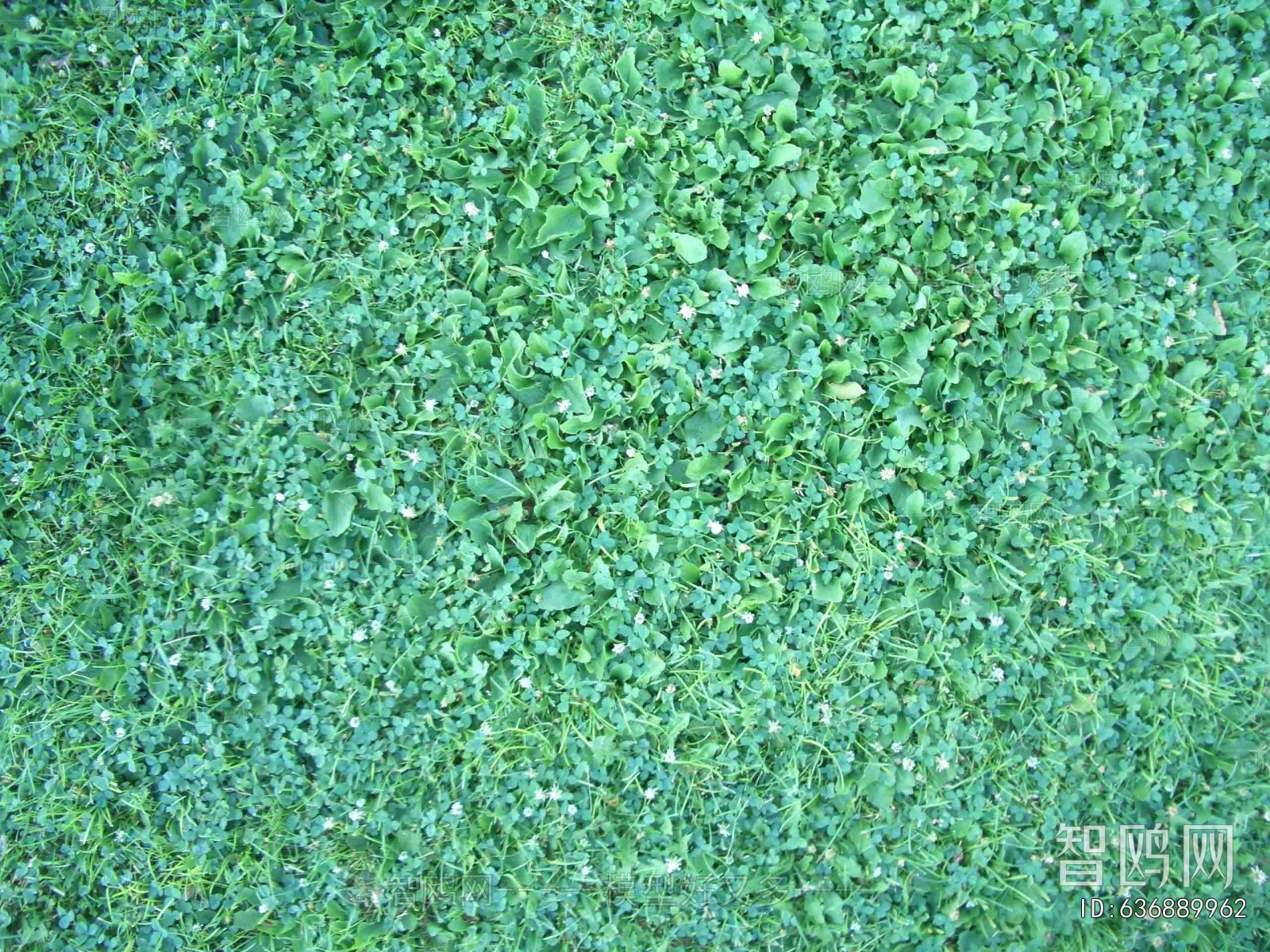 Grass