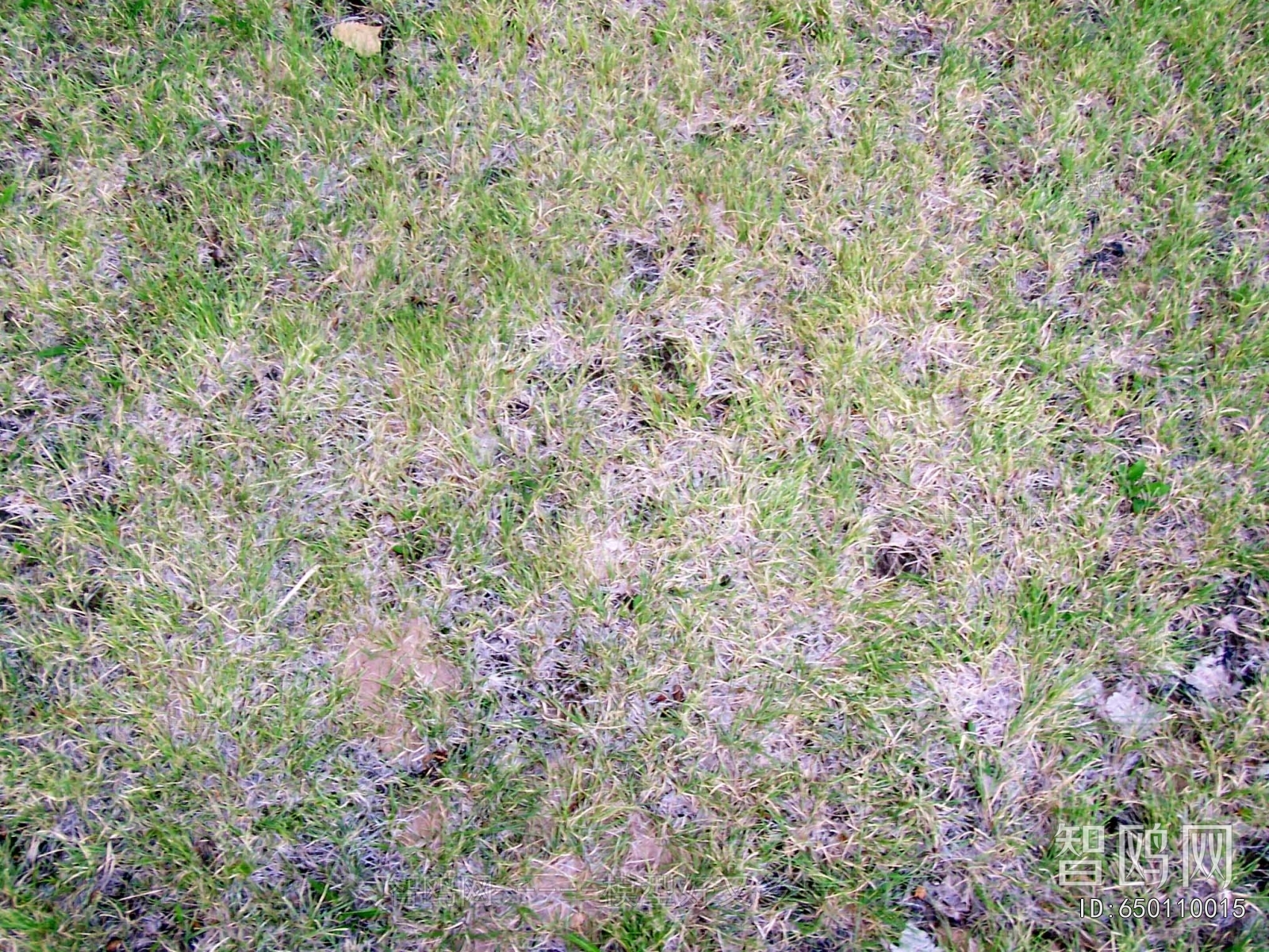 Grass