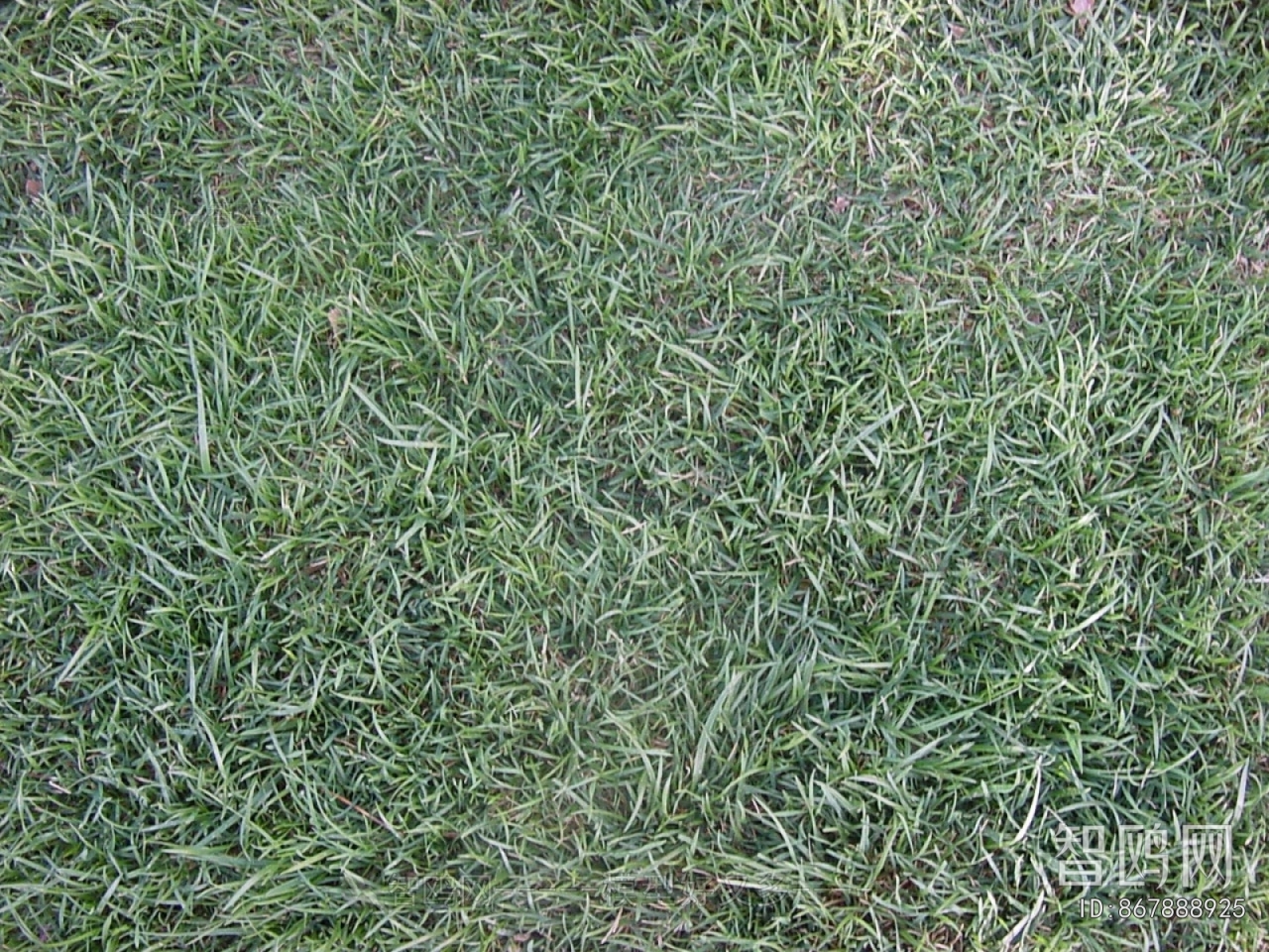 Grass