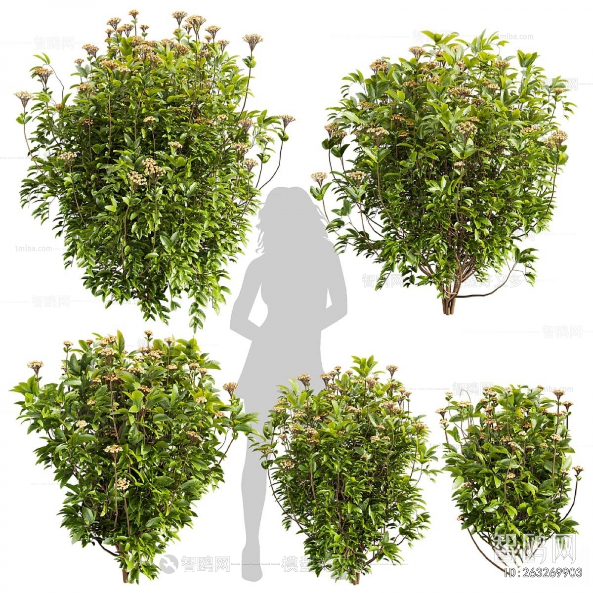 Modern Shrubbery