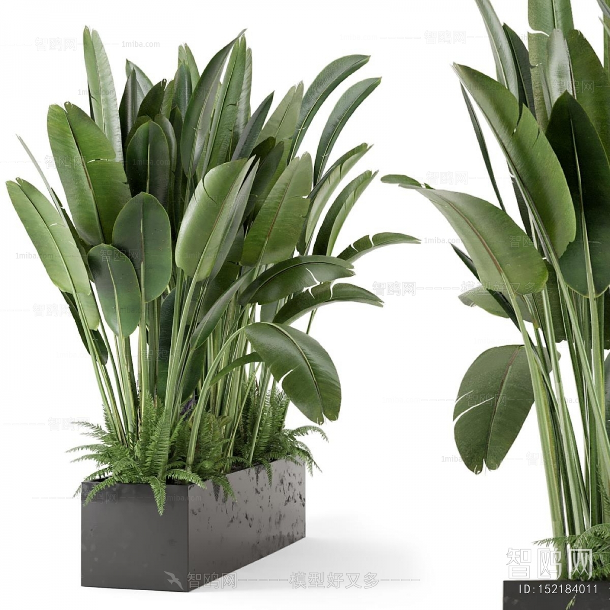 Modern Plant Landscaping