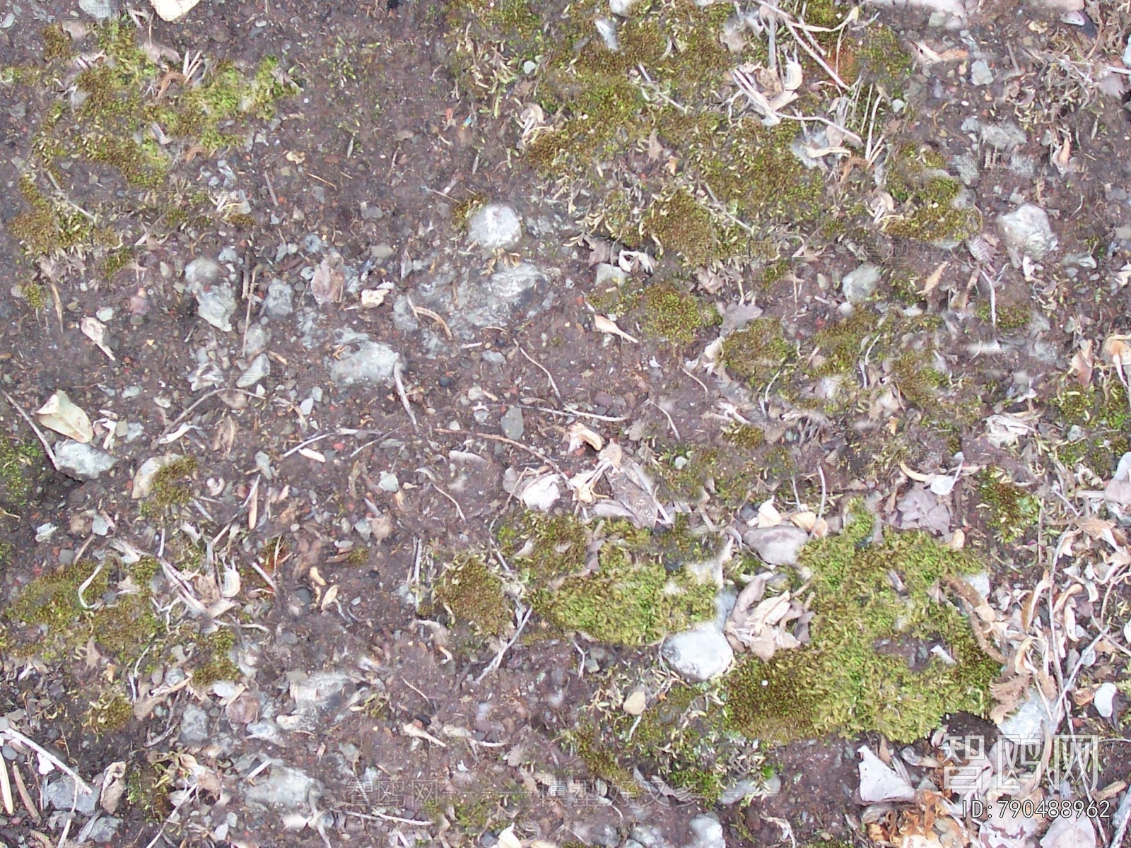 Grass